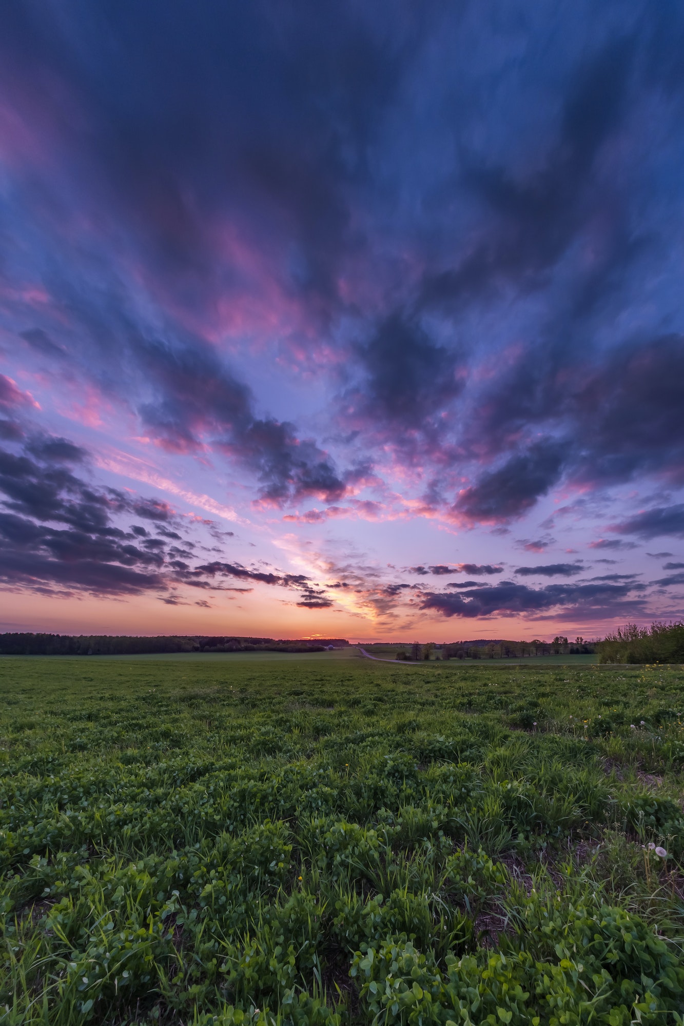 vertical landscape of green field with blue red pink evening sky with beautiful clouds after sunset